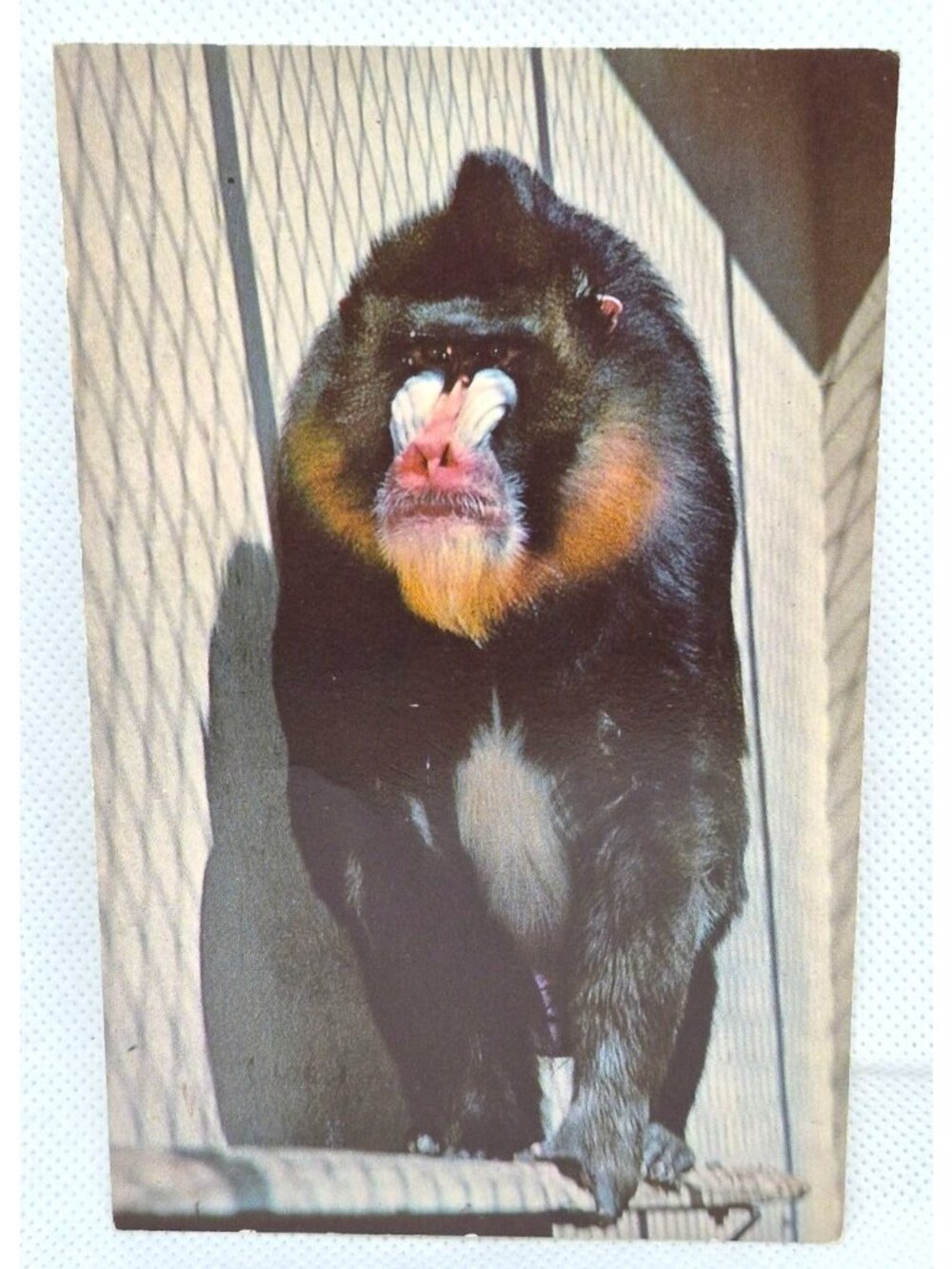 Vintage Animal Postcard Male Mandrill Baboon From San Diego Zoo 3.5"x5.5" Unused